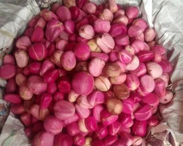 Fresh Premuim Kola nut