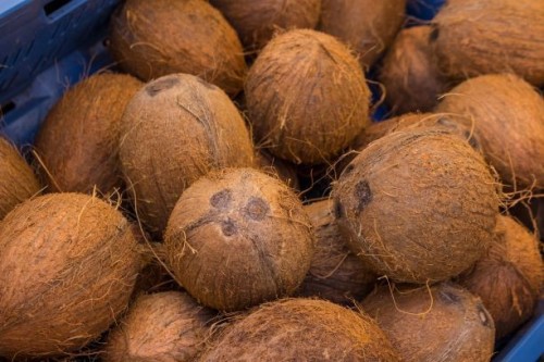 Fresh Coconut Fruit