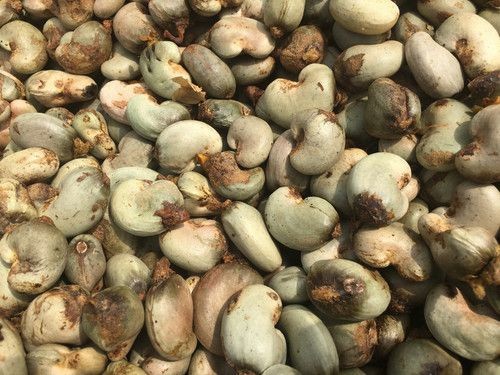 Premium Quality Cashew Seeds