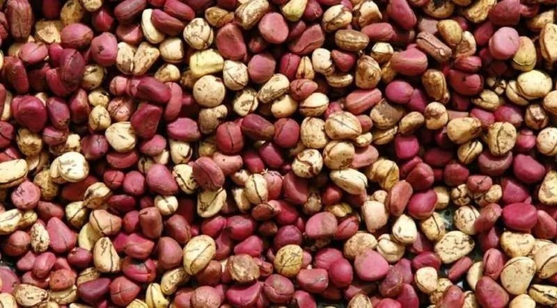 Fresh Premuim Kola nut