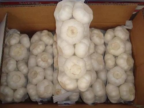 Fresh Garlic supplier wholesale price