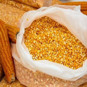 Dried Yellow Maize/Corn, Non-GMO, Fit for Human Consumption and Animal Feed Premium Quality