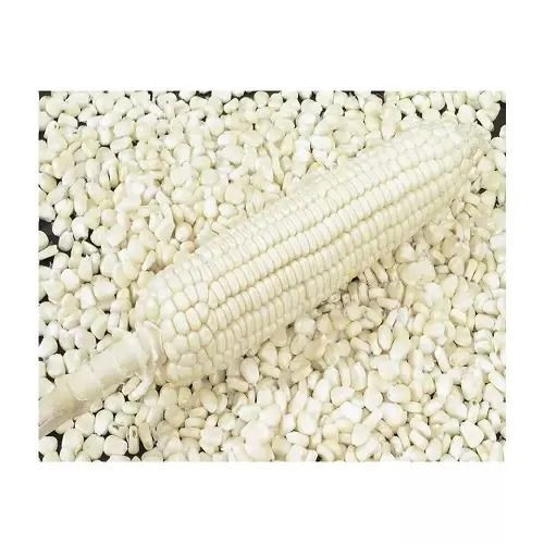 Quantity White Corn For Wholesales