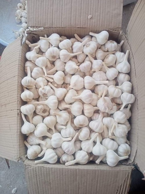 Fresh Garlic supplier wholesale price