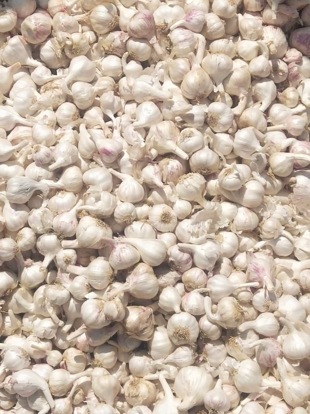 Fresh Garlic supplier wholesale price