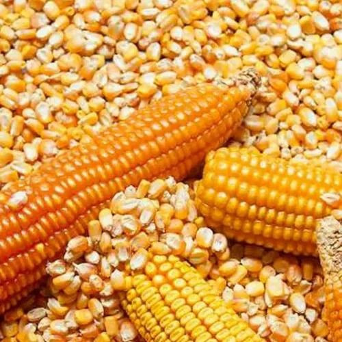 Dried Yellow Maize/Corn, Non-GMO, Fit for Human Consumption and Animal Feed Premium Quality